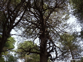ppinazzu-25-10-2020 10